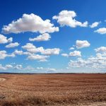 Pozbądź się chwastów w rzepaku