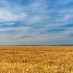 Konkretny blog który wesprze każdego sadownika